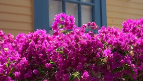Beautiful pink flower on the background of yellow house with blue window. Warm sunny day on tropical island. close-up