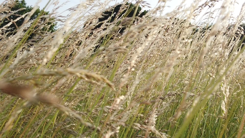 Slow motion natural color no filter footage of beautiful walk in prairie meadow grass field blow by wind in warm spring summer with beautiful sunset in golden light
