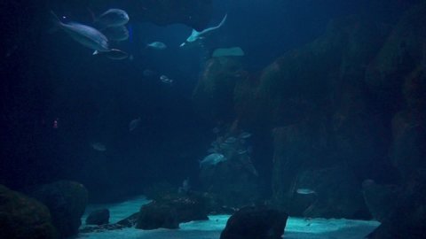 Large Display Aquarium with Sharks at the Public Aquarium