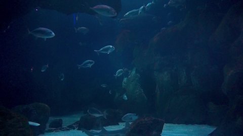 Large Display Aquarium with Sharks at the Public Aquarium