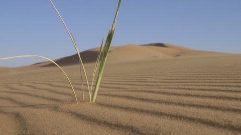 Wind blows lone grass in vast Namib Desert sand dune landscape