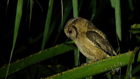 Sunda Scops-Owl in Malaysia Rainforest