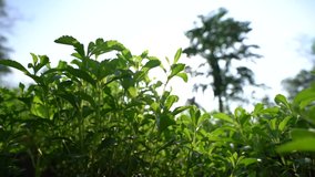 Stevia farm  in Thailand. Sweet plant, Sugar Free plant. Video 50 Fps