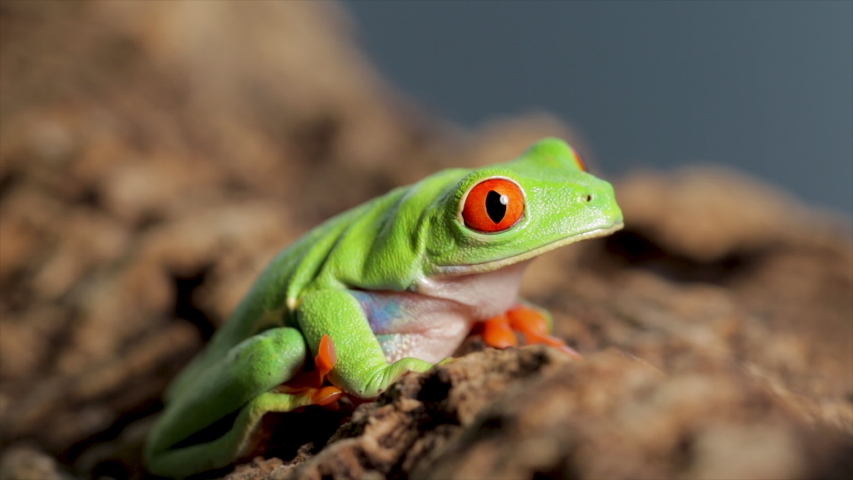 Green tree frog reptile close up. Exotic amazon jungle rain frog with bright green skin and big red eye. Close up frog sitting on a log. 