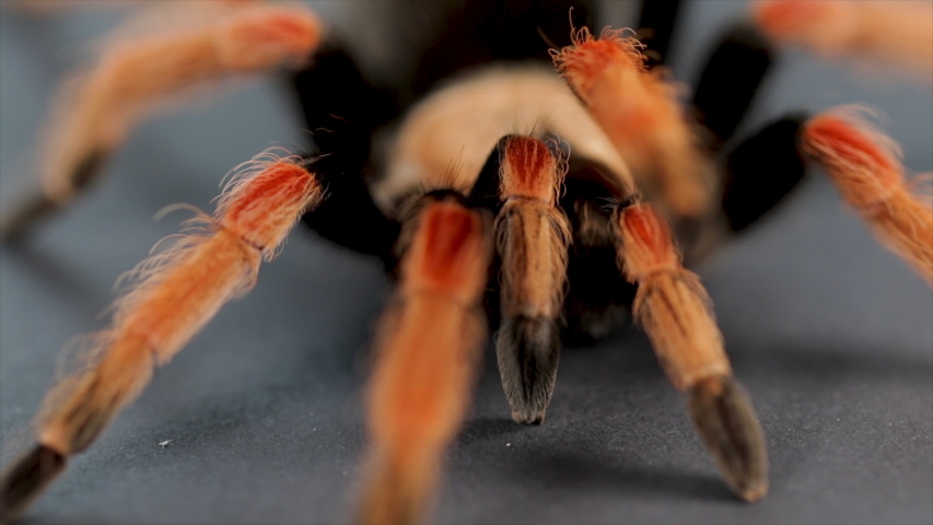 Scary spider close up tarantula with orange and black hair. Long legs of a pet tarantula insect. Halloween colored large spooky spider. 