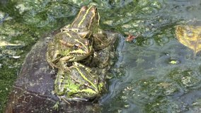 4K. Ultra HD. Frog in swamp of murky water, full of green algae with abundance of frog species. Wildlife. Frog breathing. Nature.