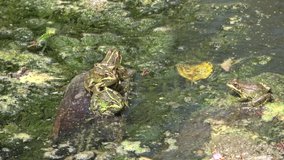 4K. Ultra HD. Frog in swamp of murky water, full of green algae with abundance of frog species. Wildlife. Frog breathing. Nature. The frogs are jumping. Moving.