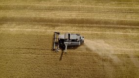 Aerial view combine agricultural machine harvesting ripe dry wheat on farm field. Drone shoots video of reap grain crops