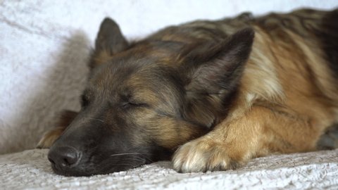 Cute young dog German Shepherd laying on the sofa with its head down. Little dog almost sleeping in the bed. Pet resting.