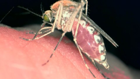 Mosquito drinks blood out of man then takes out the sting and flies away. Extreme slose up of Mosquito sucking human blood. Macro close up of small female mosquito biting the skin of a person.  