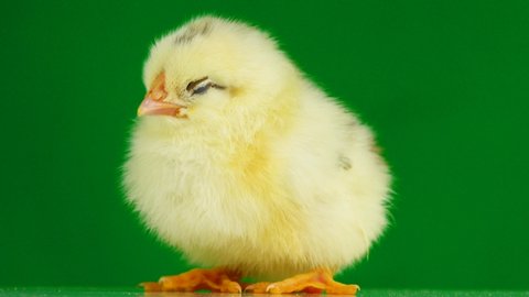 sleeping spotted chicken  isolated on green screen