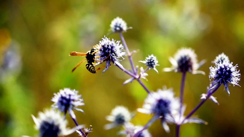 wasp on a Sunny summer day on a blue flower collects nectar 