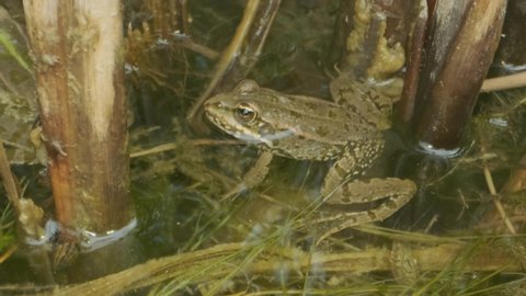 Close up of Frog In the water. Green frog sitting in a swamp
