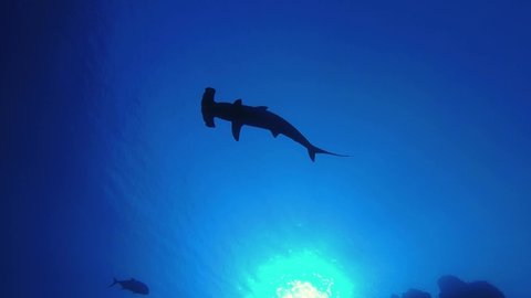 Hammerhead Shark siluet slowly swim in the blue water surface background near coral reef, Low-angle shot. Scalloped hammerhead or Hammerhead shark - Sphyrna lewini, Backlight, Underwater shots.