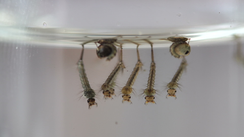 Mosquito Larva Glass Jar Birth Larvae Stock Footage Video 100 Royalty Free Shutterstock