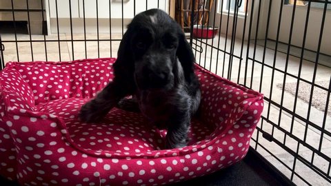Cute Spaniel Puppy Dog in Red Bed in Wire Crate is Happy to See Owner