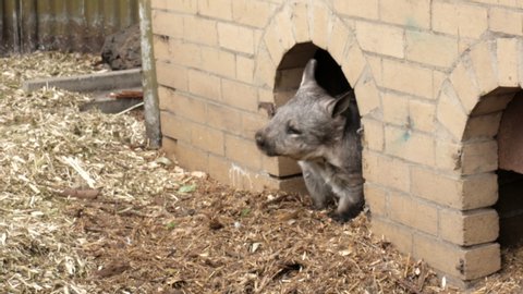 Southern Hairy Nosed Wombat comes out of its brick enclosure at a wildlife sanctuary in Australia. The wombat then enters back into its enclosure.