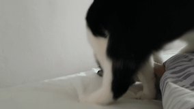 Playful young beautiful funny cat hunts for the foot of the owner under the blanket. Very funny video with a cat jump. Home comfort in the bedroom