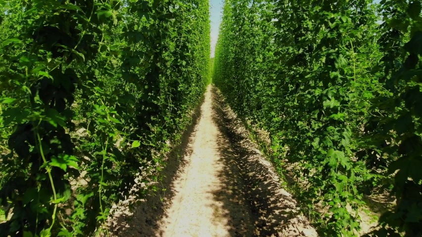 droneshot in a hopfield in Bavaria, germany