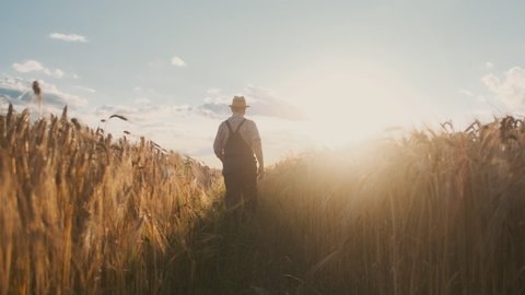 Back view on the Caucasian man farmer in a hat going along the path in the golden wheat field on the beautiful sunset. Rear.