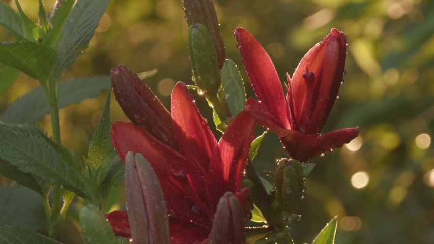 water drops on the flowers in the garden after the rain