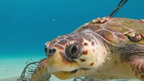 Curious big loggerhead sea turtle (Caretta caretta) swimming close to the camera. Tropical marine life. Underwater video from scuba diving with aquatic animal. Turtles underwater.