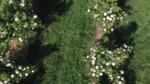 Zoom out shot of an elderflower tree on a fruit growing farm with a bird eyes view