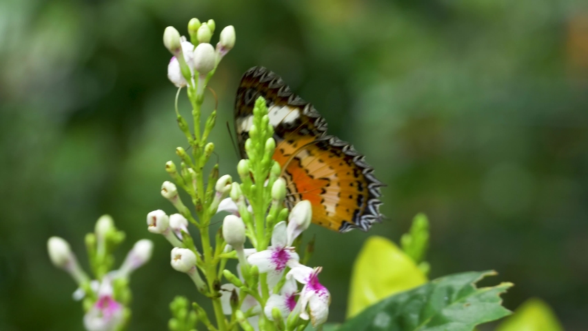 Close up view of small black and orange butterfly on a white flower. Tiny wings of a colorful fritillary flapping as it feeds. Orbiting shot.