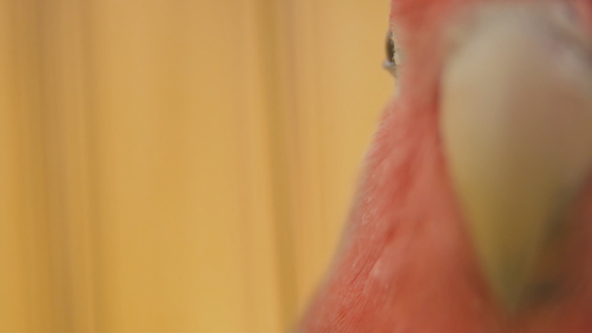 parrot head from very close range