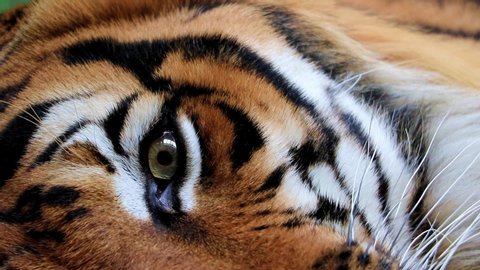 The tiger's eye looks into the camera. Portrait of the Tiger malayan, tigris panthera jacksoni.