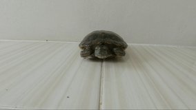 Domestic turtle trying to walk smoothly on ceramic tiles.