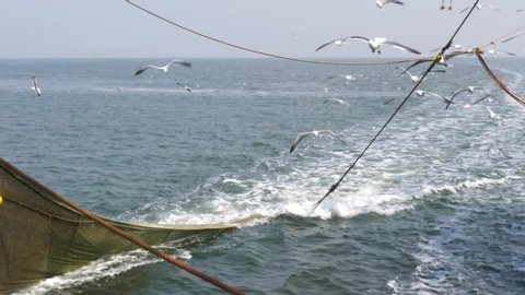 Commercial shrimp fishing boat trawling for crustaceans, with seagull following REAL TIME