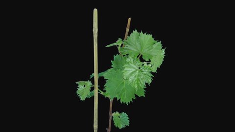 Time-lapse of growing grapevine branch 7b3 in RGB + ALPHA matte format isolated on black background
