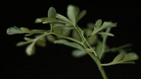 Close-Up Of Rotating Ruta Graveolens, Common Rue On Black Background. Timelapse x4 Loop Video.