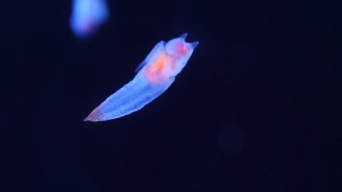 Sea angel swimming in dark deep waters - clade gymnosomata beautiful bioluminescent creature -clione [several short shots pack]