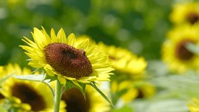 Bee sucking honey of sunflower