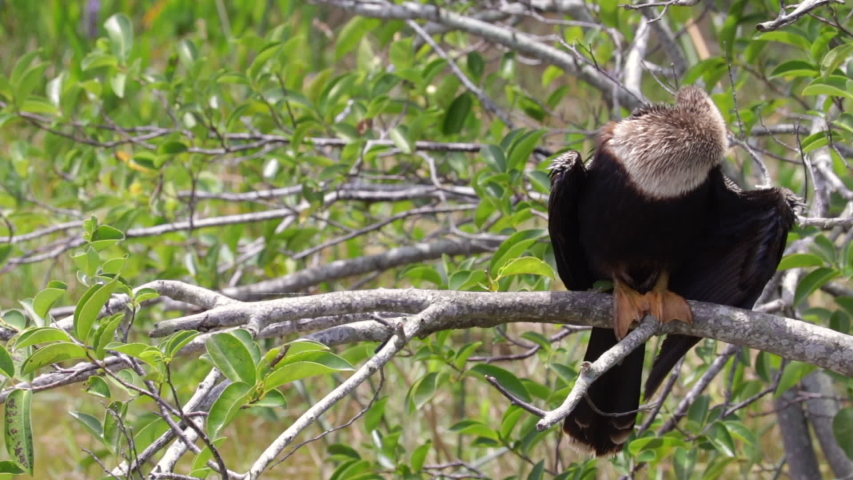 South Florida Anhinga Bird sitting on branch under midday sun.