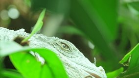 Close up video of a reptile on the tree, arounded with leaves, rolling its eyes. ProRes 10 bit. 4K. Slow motion.