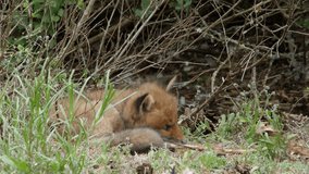 Red fox cub playing with skeleton, wildlife - vulpes vulpes - UHD/4K stock video
