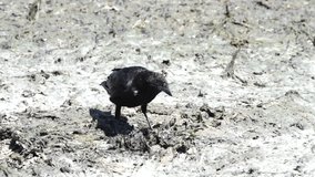 HD video of a crow lifting up dried sea weed on the beach to find bugs to eat underneath it. Crows are now considered to be among the world's most intelligent animals