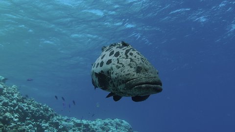 Various Slow motion shots of large potato cod or grouper or bass. Medium shots, dappled light with surface and reef in the background. Shot with Red Camera. Osprey Reef & Cod Hole. Great Barrier Reef.