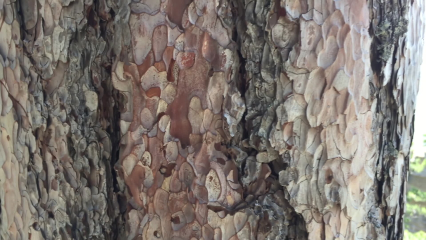 Beautiful nature panoramic background. Wonderful landscape with mountains valley covered of green forest and rock wall. Huge stine rocks among mountains at sunny summer day. Nature park.
