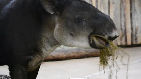 Close up of a tapir chewing food
