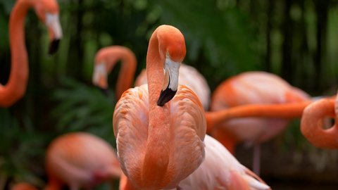 Pink flamingo staring with interest, standing among other flamingos that are walking around. Black and green background. UHD Video Stok