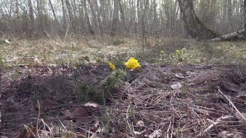 Adonis, Pheasant's eye (Adonis wolgensis) blooming in the floodplain forest of the middle reaches of the Volga river