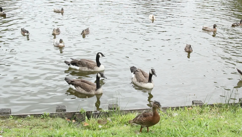 Ducks and geese swim in the pond. Park in Stadskanaal, the Netherlands, province Groningen.