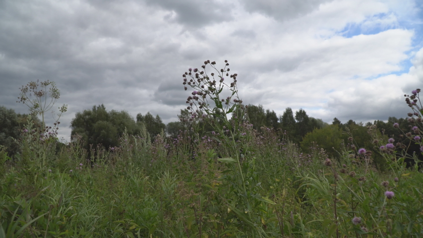 Meadow grass swaying in the wind
