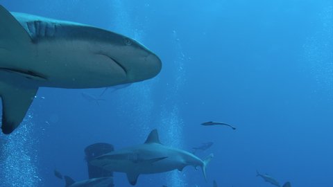 Underwater: A large Grey reef shark swims by in slow motion on the ribbon reefs, Great Barrier Reef, Australia. Shot on Red Camera.