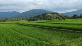 the beauty of rice fields with green rice fields in the morning with beauty mountain