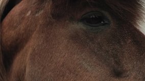 Close up of horse getting pet on the muzzle/nose by a gloved hand in Iceland. Slow motion. Color graded.